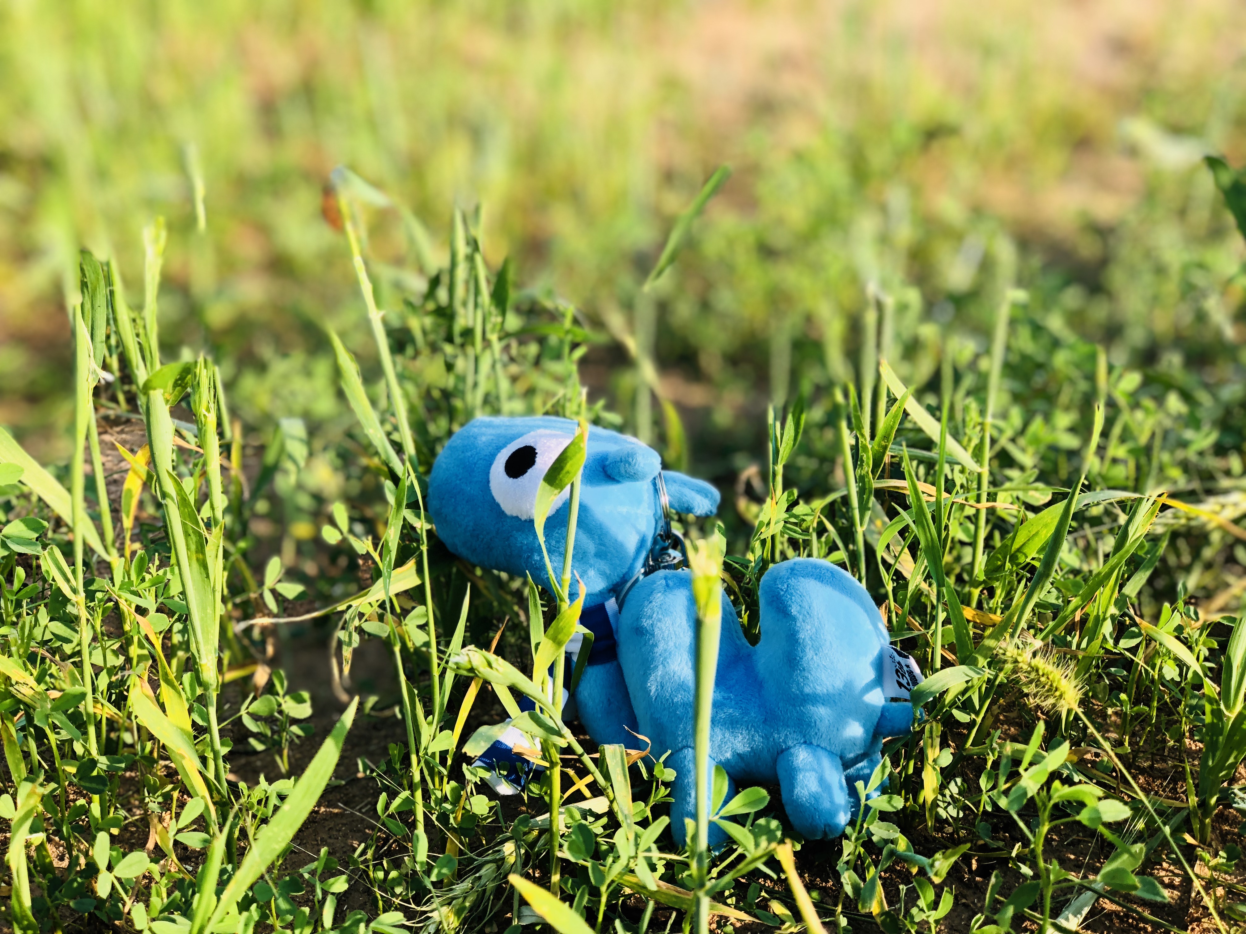 分享I鄂尔多斯少年那达慕，意义非凡的一场研学之旅