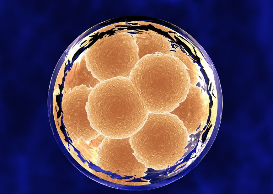 受精卵着床详细过程，11天都经历了什么？才能孕育宝贵的生命