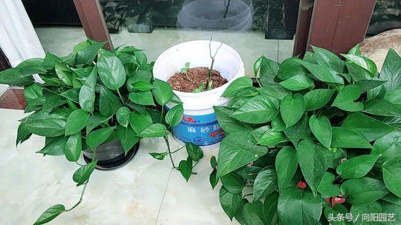 为什么绿萝水培不烂根土培烂根呢,绿萝烂根怎么补救最好技巧