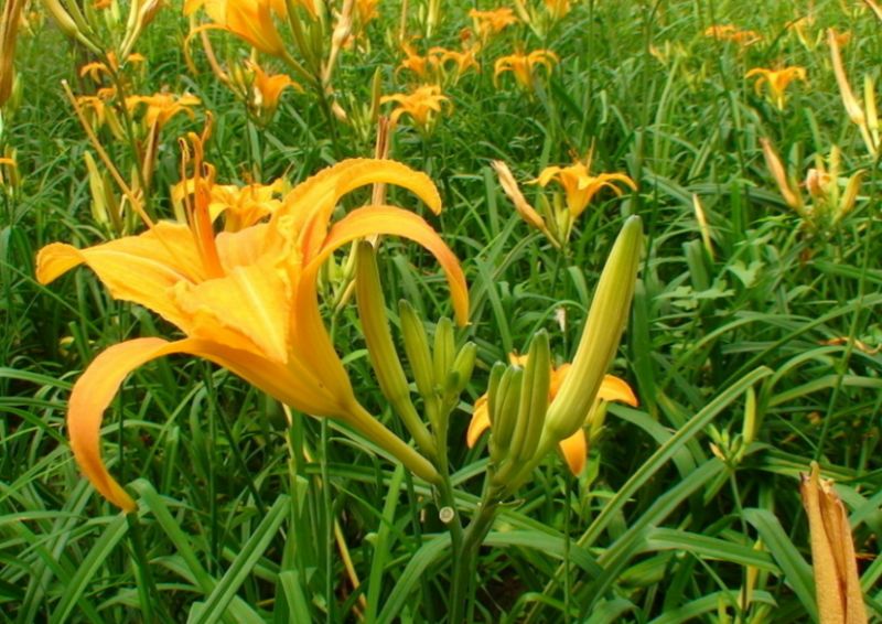 一盘“秋葵”下肚，济南一男子失去意识！菜市场里的这些“毒菜”看清楚了，千万别买错了！