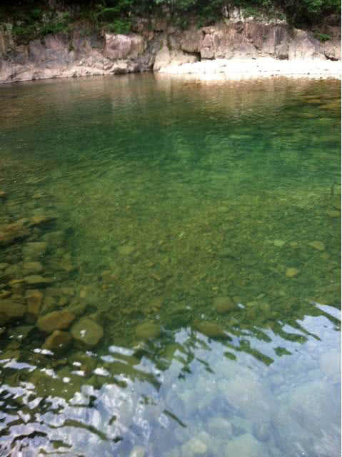 溪流里最多的就是这种光唇鱼，误食了鱼籽可能引发腹泻