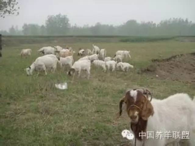 羊口疮引发发烧怎么治疗,小羊口疮舌头上都烂了怎么治疗