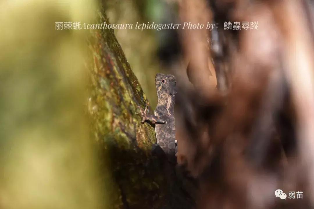 西双版纳四日博物之旅，都有哪些新发现