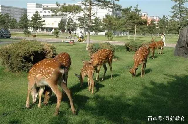 盘点各大高校宠物,这些呆萌可爱的萌宠你爱了吗