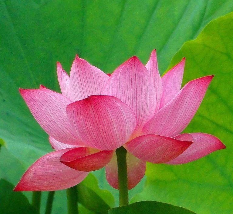 作为一个优秀的成都人，你的朋友圈肯定是这样的！