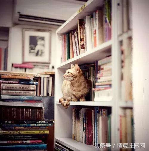 这是一家被喵星人占领的书店