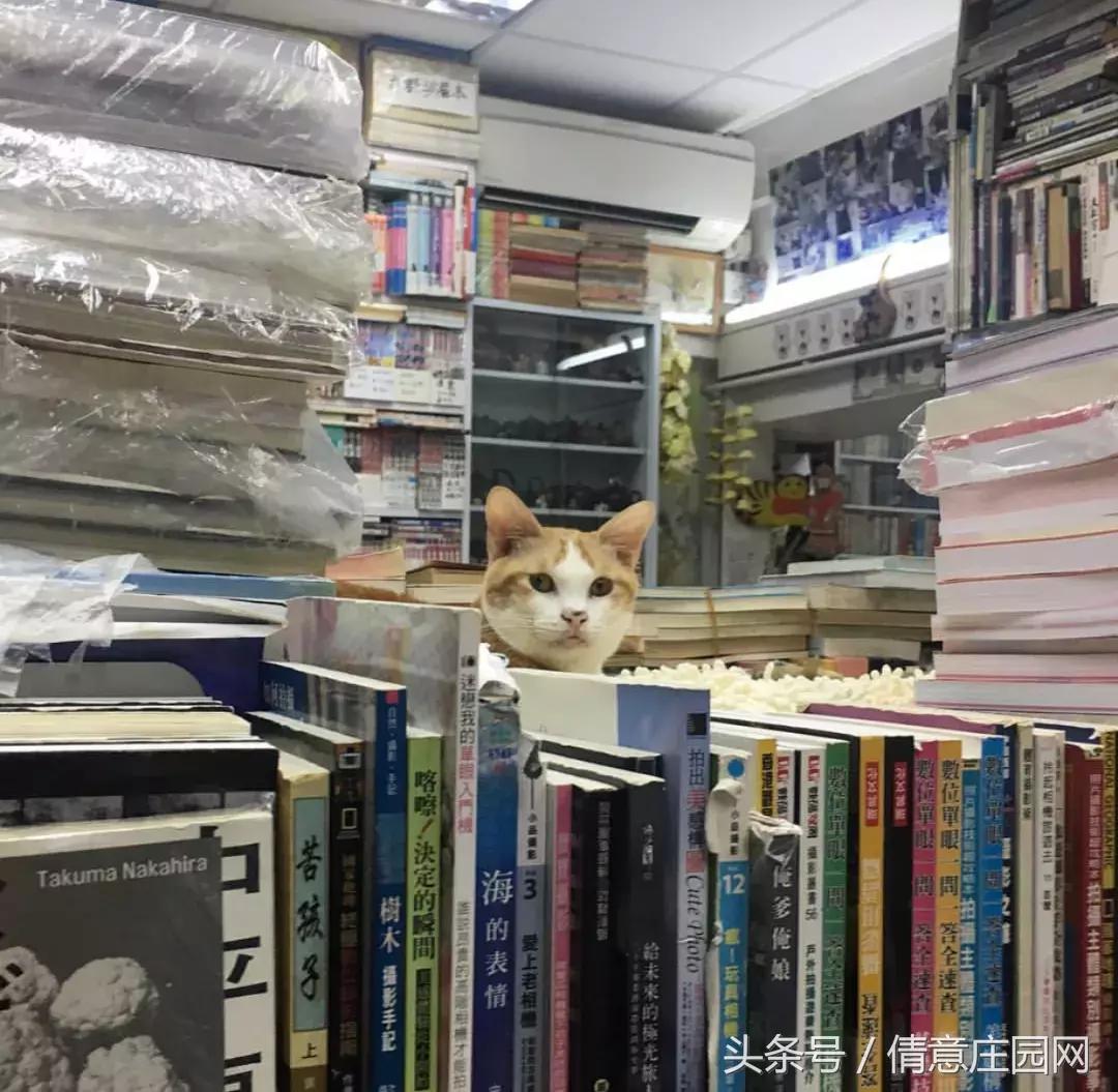这是一家被喵星人占领的书店