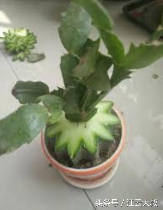 仙人球烂心切一半,仙人球拦腰削断后上半段能不能活