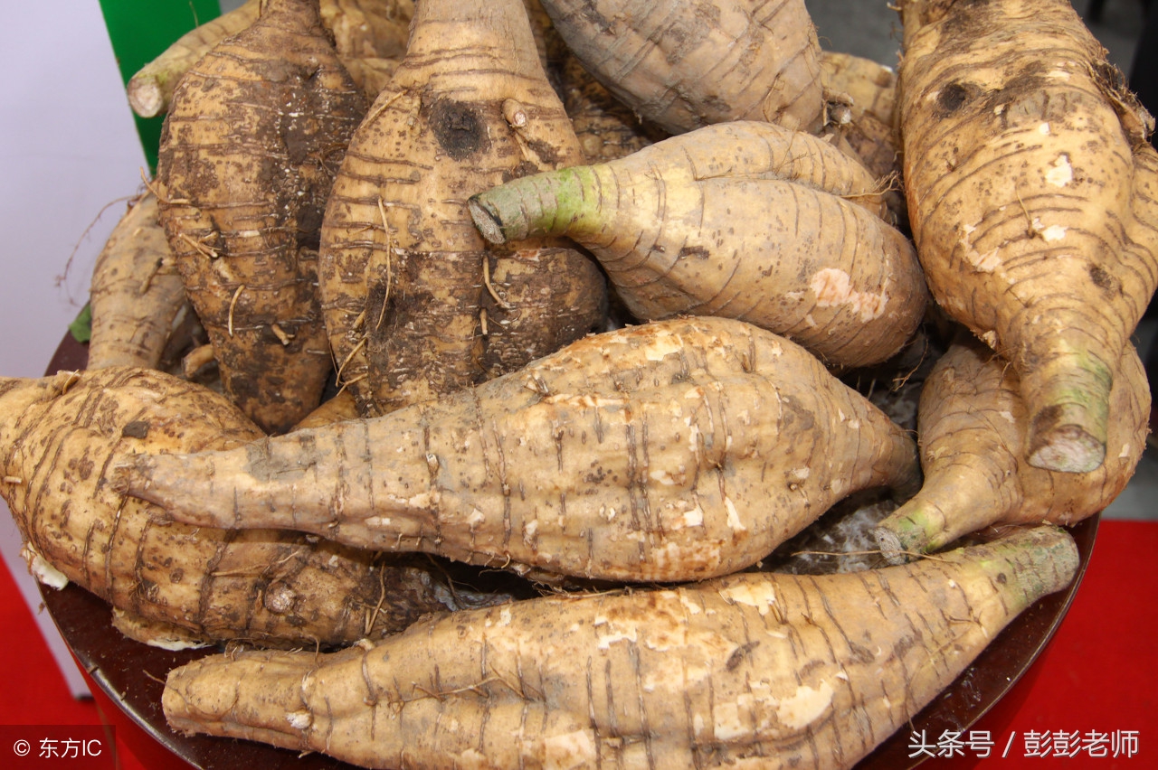 轻松学中医系列——《药性赋》选讲7（葛根柴胡百部）