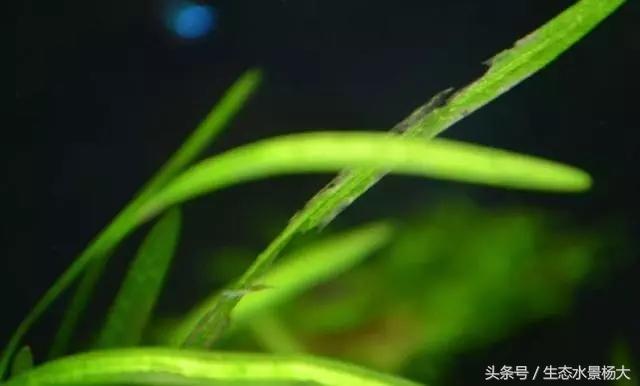 水草常见病,鱼缸水草常见病