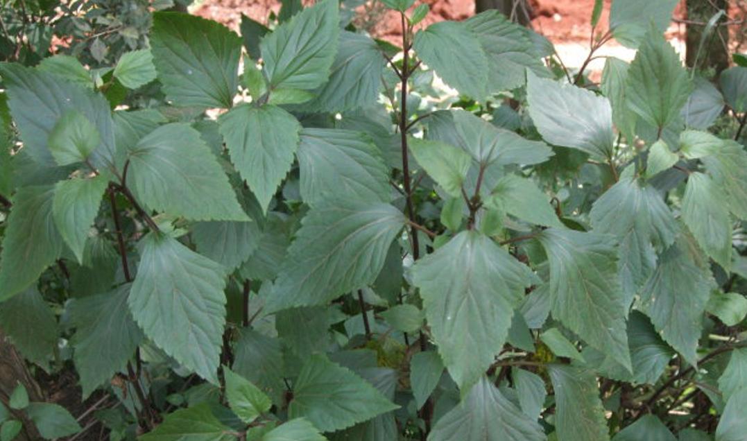 飞机草外来物种,飞机草的传播方式