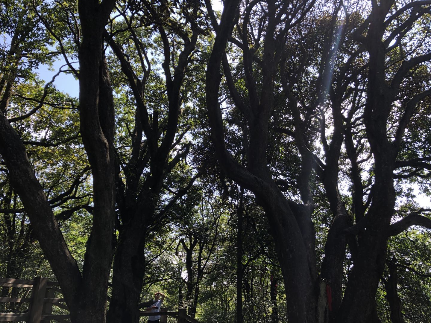 金佛山西坡两日游攻略,金佛山夏季两日游