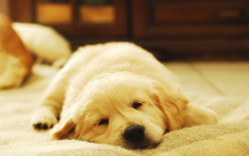 最受欢迎宠物狗品种排行榜前十名,十大名犬哈士奇