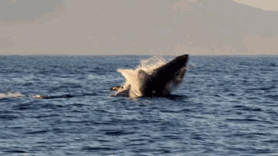 如果没有这部9.6，血腥猎奇的电影还要骗我们多久？