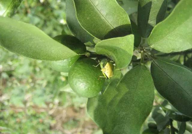 柑橘果树诱捕害虫方法,柑橘幼果病害预防