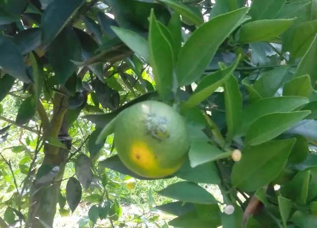 柑橘果树诱捕害虫方法,柑橘幼果病害预防