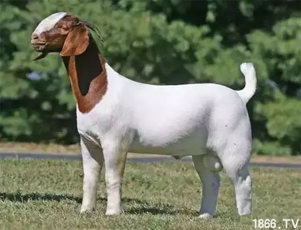 世界最好的羊种排名,世界上最好的羊是哪个羊