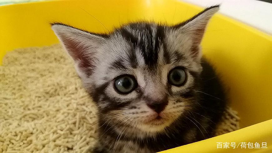 猫咪零食大全推荐,猫咪最喜欢吃什么零食