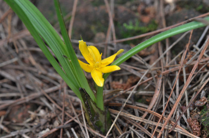 山上什么草药可以补阳,农村的哪些野菜可以提升体内阳气