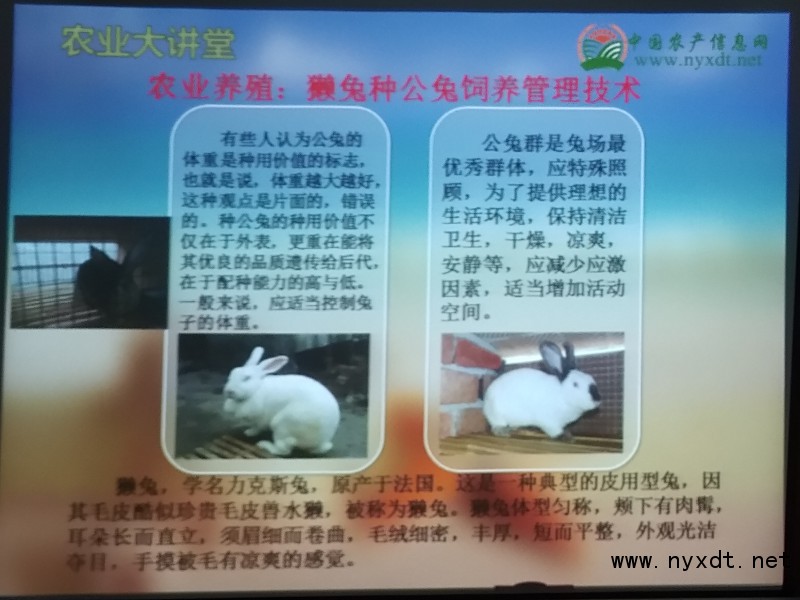 獭兔兔子养殖技术大全,獭兔种公兔几个成年