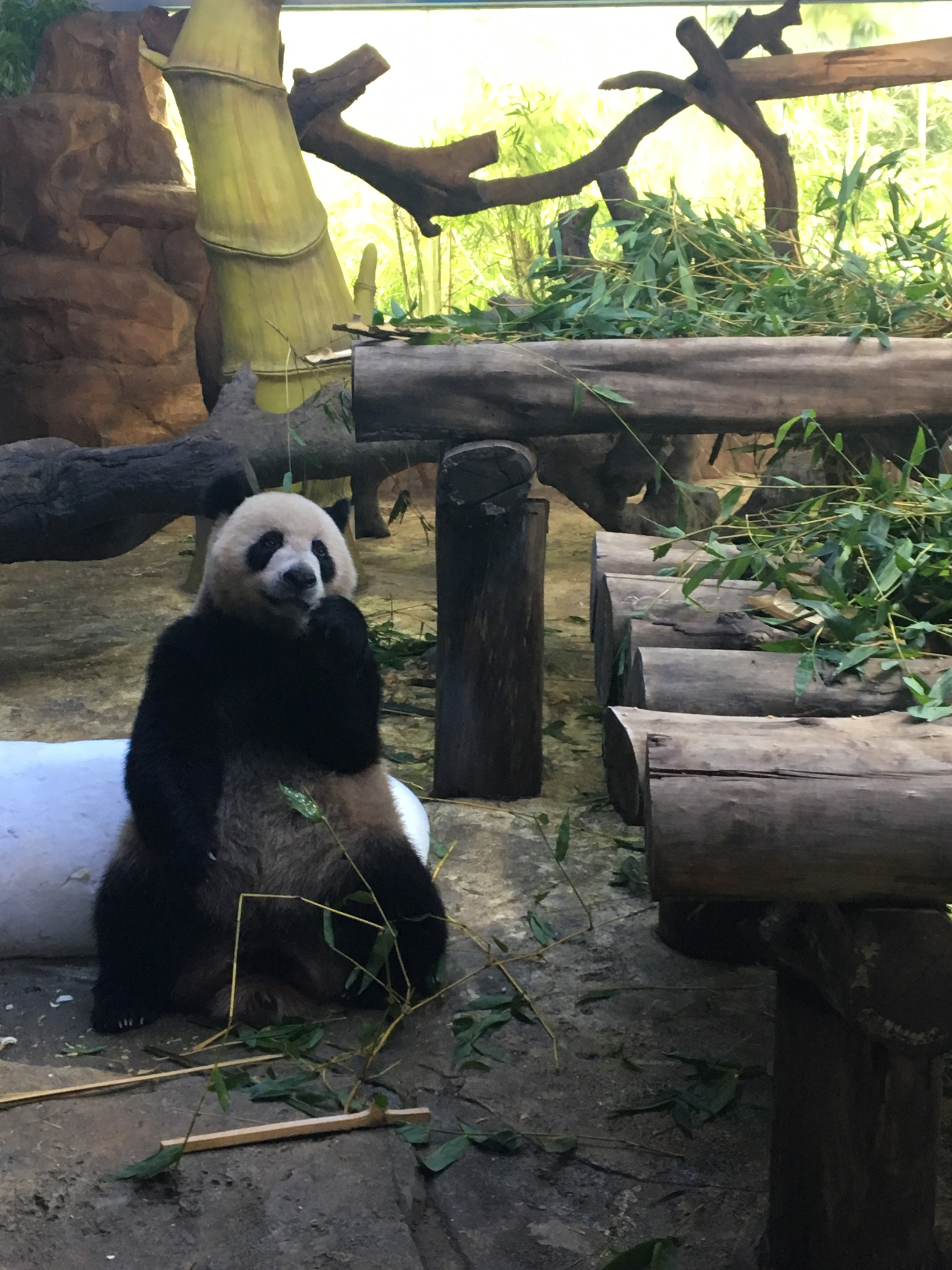 长隆野生动物园游玩攻略,长隆野生动物园