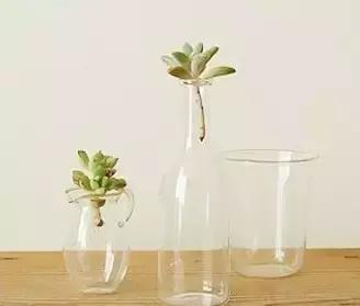 多肉掉的叶瓣怎么养活,多肉掉的叶子怎么种