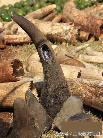 犀牛角的特征和图片,犀牛角的种类图片大全