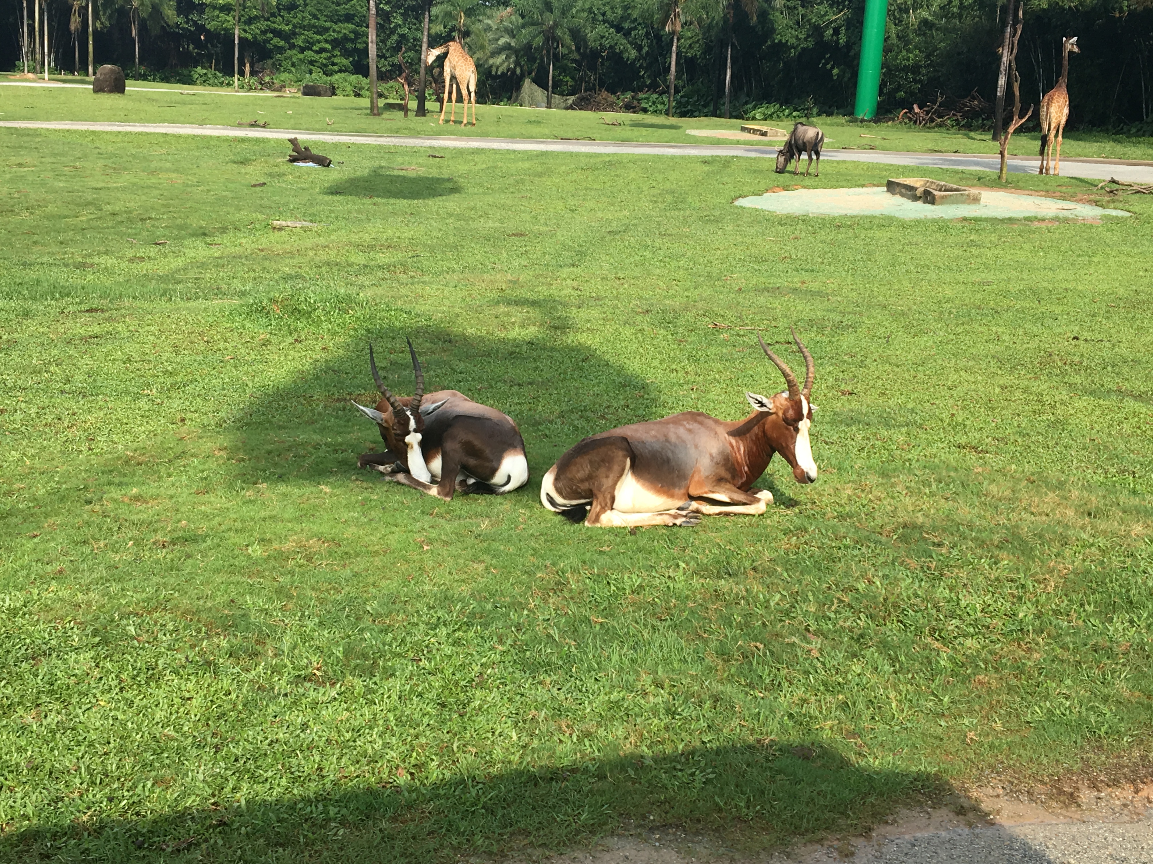长隆野生动物园游玩攻略,长隆野生动物园