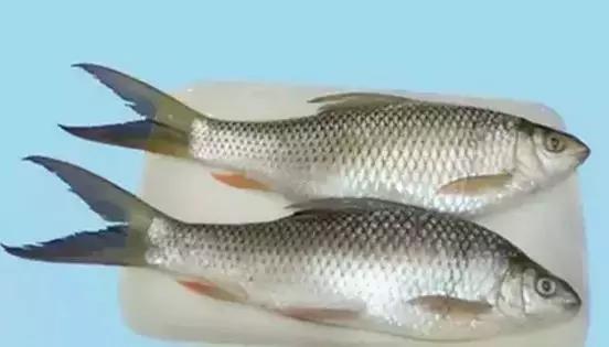 海南的鱼类大全,海南鱼类大全图片