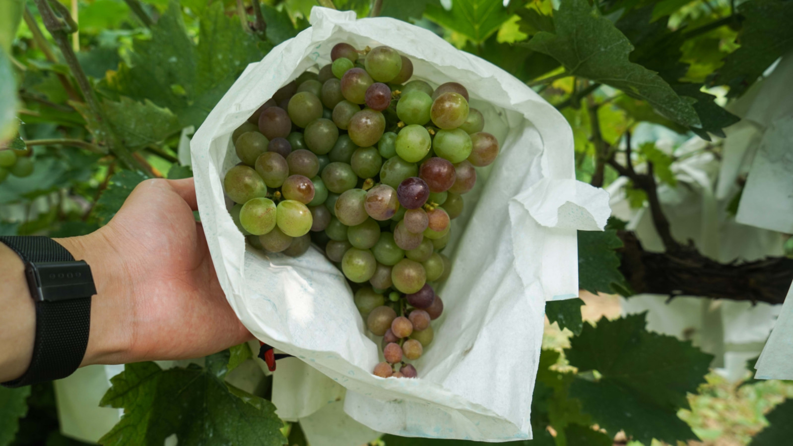 张裕爱斐堡酒庄，除了品酒还有这3大隐藏属性