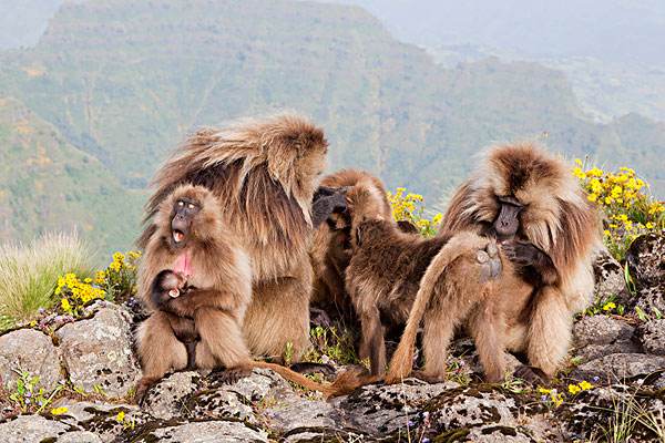 狒狒这种动物的样子,长得最奇葩的狒狒