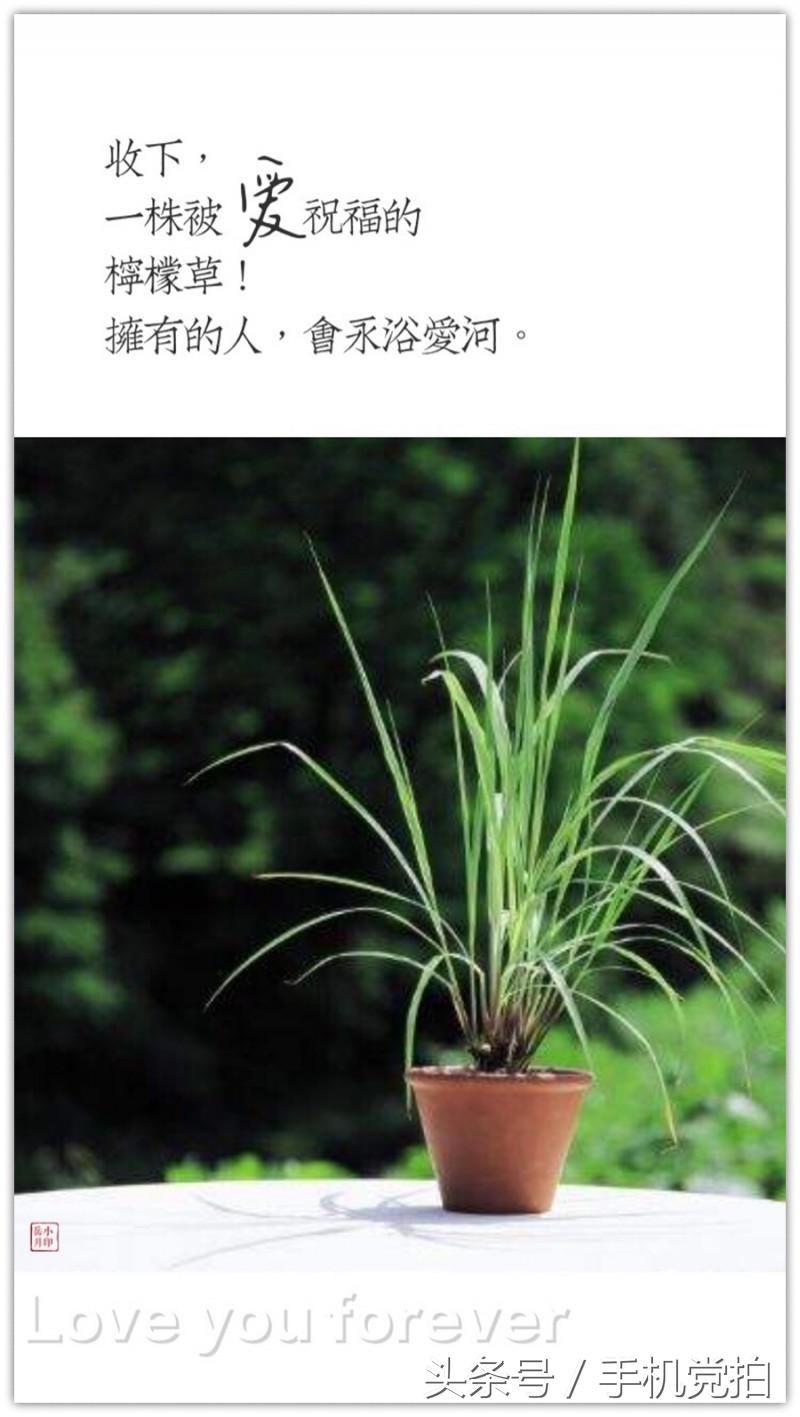 能表达爱情的有哪几种花,最适合表白的花