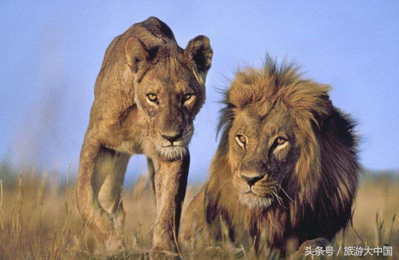 非洲猪瘟竟源于“地球伤疤”大裂谷：这儿一夫多妻，可怕少女割礼