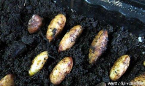 山竹种子怎么种植盆栽能长多高,山竹盆栽养殖方法和注意事项