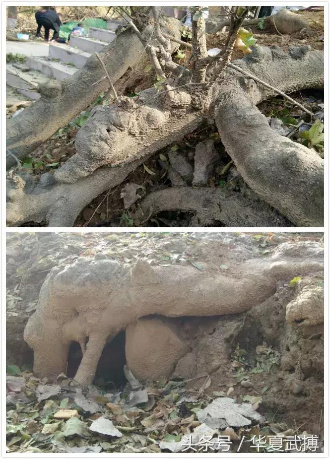 长寿村小张庄的树和人文/张帅锋