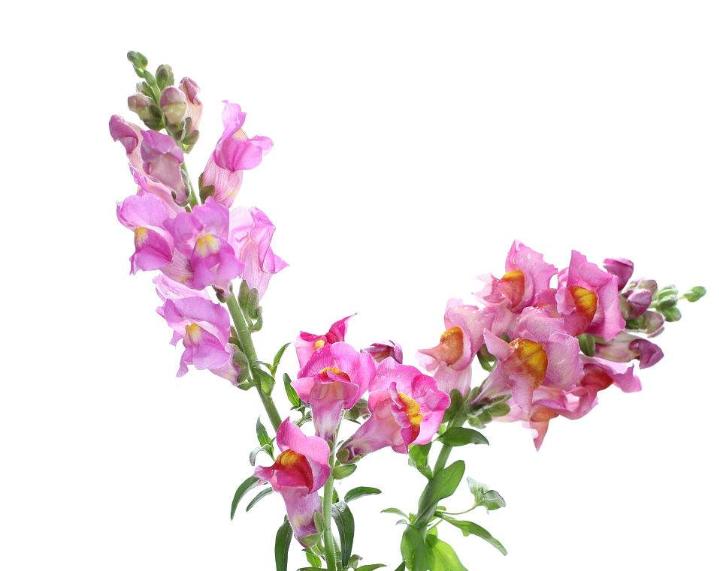 重瓣大花金鱼草的养殖方法,有关金鱼草的养殖方法和注意事项