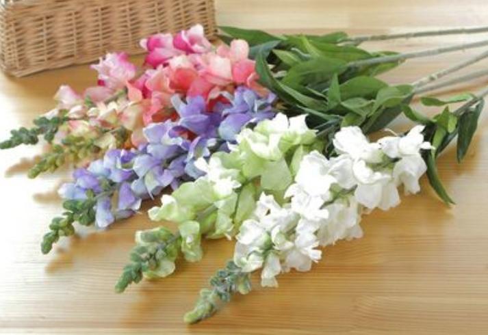 重瓣大花金鱼草的养殖方法,有关金鱼草的养殖方法和注意事项