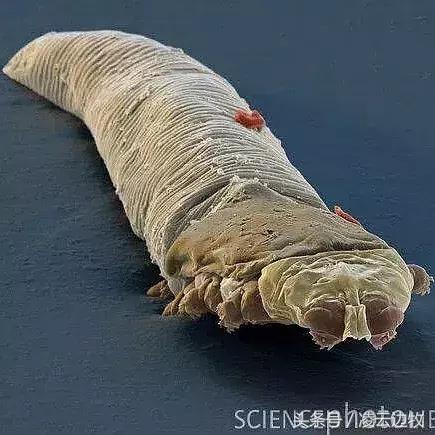 狗狗起红疹怎么办,狗狗红疹怎么治