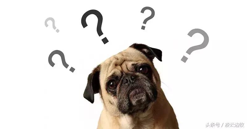 狗狗起红疹怎么办,狗狗红疹怎么治