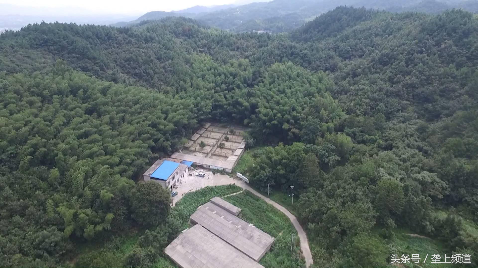 吃玉米、啄树皮，中药做护理，2斤多重的狂野“山鸡”，有啥特别