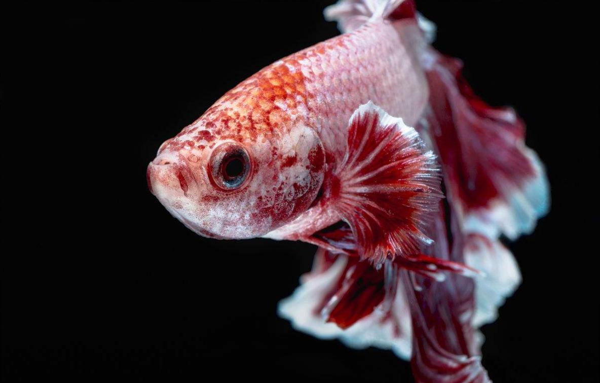 冷水鱼和热带鱼的优缺点,冷水鱼与热带鱼有什么区别