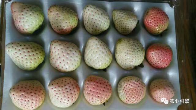 又到一年草莓种植季,你的草莓脱毒苗买好了吗,这6立体栽培方式有5大好处,值得你尝试