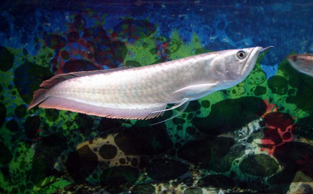 刚开始养热带鱼不久的朋友,这2种鱼建议不要碰,太难养了