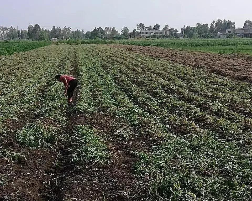 你薅（hao）过花生没？实拍花生收获全流程，提醒吃花生别吃霉的