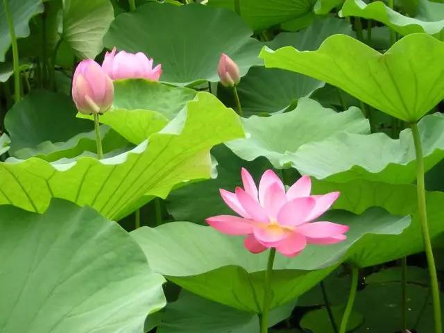 曝光6个适合农村人致富项目,农村特种种植致富项目有哪些