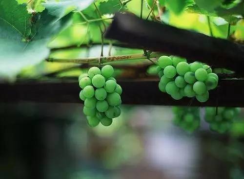 曝光6个适合农村人致富项目,农村特种种植致富项目有哪些