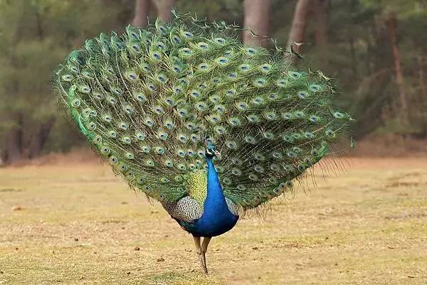 农村小型厂致富商机,农村商机加盟项目