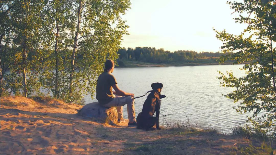 最适合治疗抑郁的宠物,抑郁症患者养个宠物有帮助吗