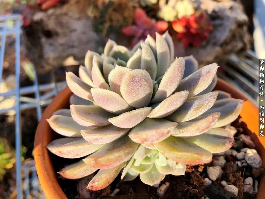 入坑几年的多肉新手,入坑多肉第一年景天科