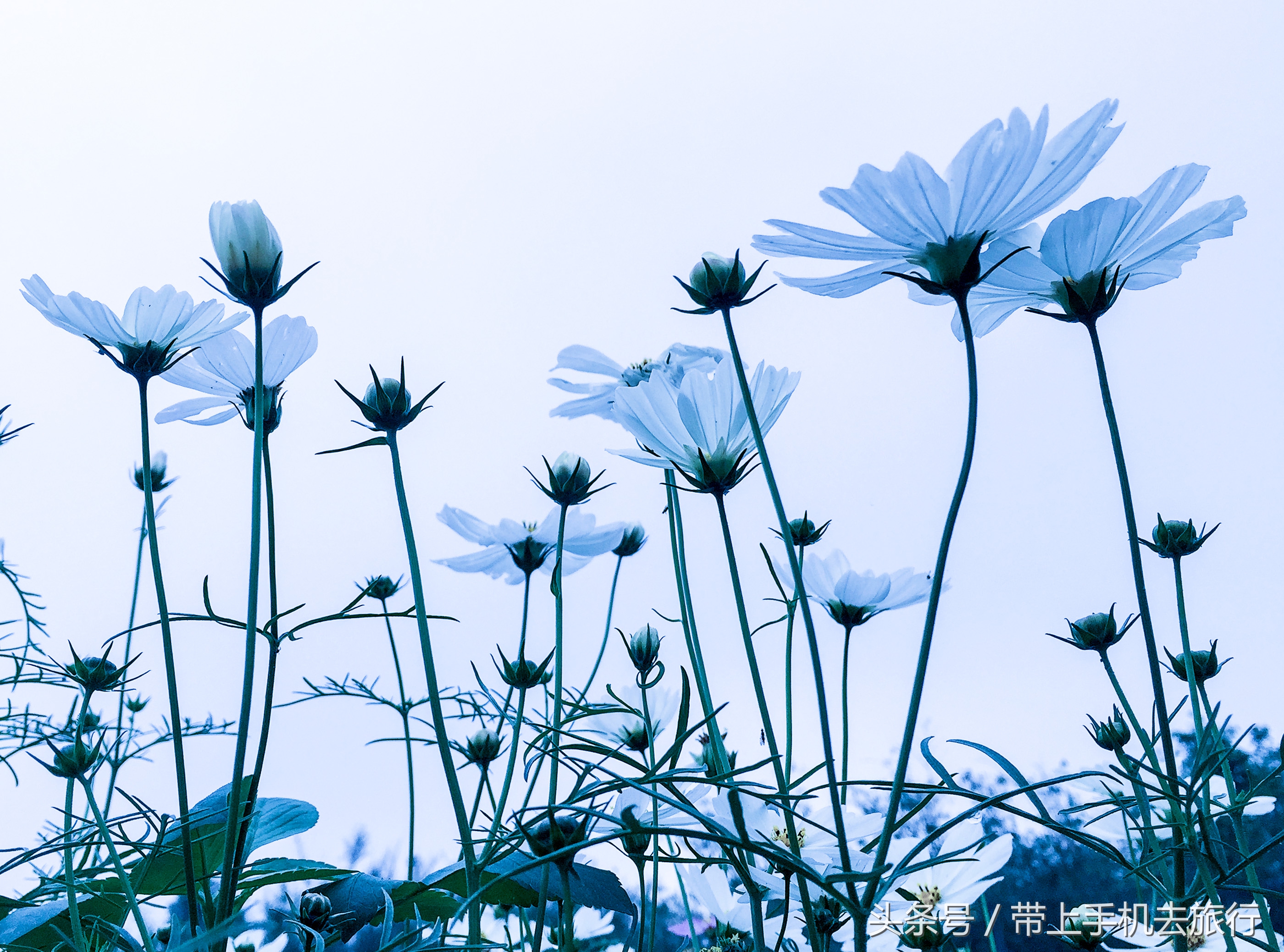手机拍照片清晰技巧,手机相机夜间怎么能拍出清晰照片